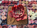 Echeveria 'Longissima' 2" Succulent Plant
