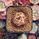 Echeveria sp. 1" Small Succulent Plant