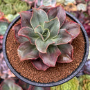 Echeveria 'Minigosaong' Non-Variegated 3"-4" Succulent Plant