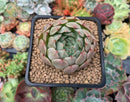 Echeveria 'Momentum' New Hybrid 2" Succulent Plant