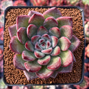 Echeveria Agavoides 'McTory' 2"-3" Succulent Plant
