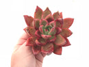 Echeveria Agavoides Redmond Hybrid 5” Specimen Rare Succulent Plant