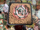 Echeveria 'Star Mark' 2" Succulent Plant