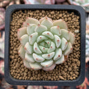 Echeveria sp. 1" Succulent Plant