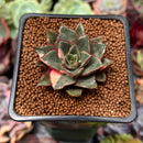 Echeveria 'Monocerotis' Variegated 1" Succulent Plant