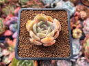 Echeveria sp. 1" Succulent Plant