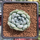 Echeveria 'Hayalobi' New Hybrid 1" Succulent Plant