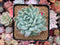 Echeveria 'Lemon Berry' Mutated/Variegated 3"-4" Succulent Plant