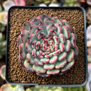 Echeveria 'Marcel' 2" Succulent Plant