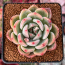 Echeveria 'Sharman' 3" Succulent Plant