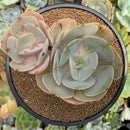 Echeveria 'Slimeball' 4" Succulent Plant
