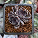 Echeveria 'Black Pearl' 2" Cluster New Hybrid Succulent Plant