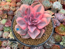 Echeveria 'Rainbow' Variegated 4" Succulent Plant