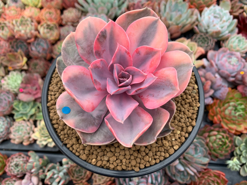 Echeveria 'Rainbow' Variegated 4