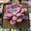 Echeveria 'Polari Heart' 2" Succulent Plant