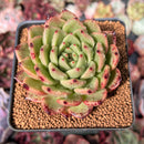 Echeveria Agavoides 'Reon' 3" Succulent Plant
