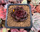 Echeveria Agavoides 'Black Queen' 1" Small Succulent Plant