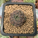 Echeveria 'Scorpio' 1" Small Succulent Plant