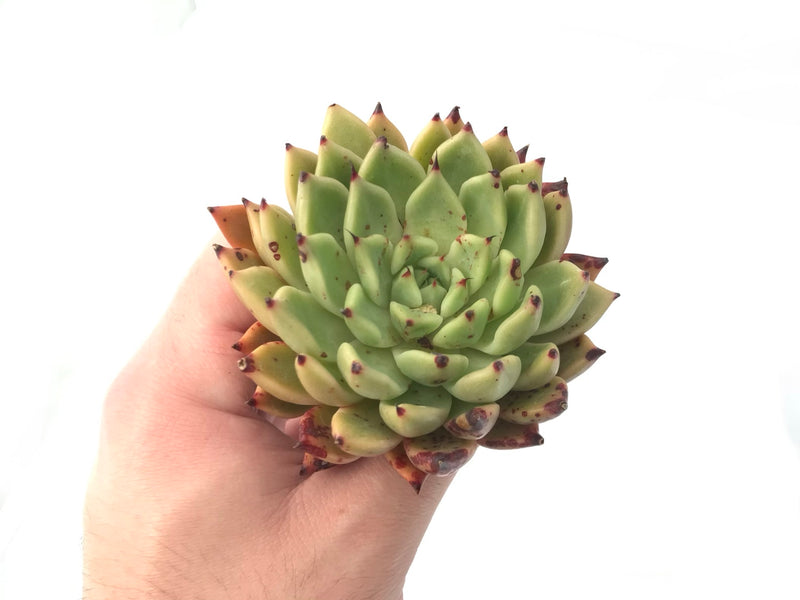 succulent with black tips Echeveria 'Black Tip' 3" Rare Succulent Plant – True Succulents Plant Co