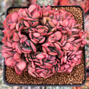 Echeveria 'Luella' Crested 3" Succulent Plant