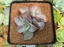 Echeveria 'Madiba' 2" Cluster Succulent Plant