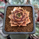 Echeveria 'Mysterious Rose' 1" Succulent Plant