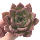 Echeveria Agavoides 'Shallot' 3" Succulent Plant