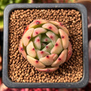 Echeveria 'Monroe Chanel' 1" Succulent Plant