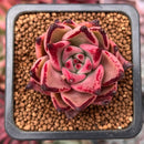 Echeveria Agavoides 'Red Ebony' 1" Succulent Plant