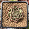 Echeveria Agavoides 'Spicy' 2" Succulent Plant