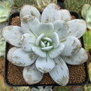 Echeveria 'Laui' 3" Powdery Succulent Plant