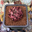 Echeveria Agavoides 'Red Ebony' 1" Succulent Plant