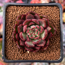 Echeveria 'Blasino' 2" Succulent Plant