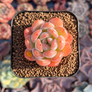 Echeveria 'Star Mark' 1" Succulent Plant