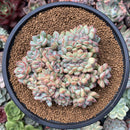 Echeveria 'Brave' Crested Cluster 4" Succulent Plant