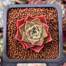 Echeveria 'Bordeaux' 1" Succulent Plant