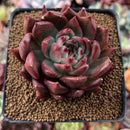 Echeveria Agavoides 'Helia' 2"-3" Succulent Plant