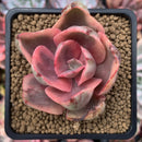 Echeveria 'Golden State' Variegated 2" Succulent Plant