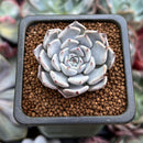 Echeveria 'Gray Rosa' 1" Succulent Plant