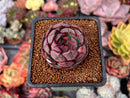 Echeveria 'Black Smoke' 1" New Hybrid Succulent Plant