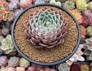 Echeveria 'Cuspidate Menchaca' 4" Succulent Plant