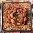 Echeveria Agavoides 'Venus' 1" Succulent Plant