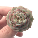 Echeveria ‘Red Velvet’ Small 1"-2” Rare Succulent Plant