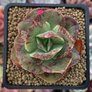 Echeveria 'Bennet' Variegated 2"-3" Succulent Plant