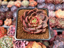 Echeveria 'Vasilisa' 2" Succulent Plant