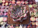 Echeveria Agavoides 'McTory' 2"-3" Succulent Plant