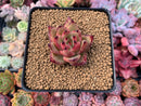 Echeveria Agavoides 'Maria' 3" Succulent Plant