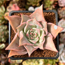 Echeveria 'Madiba' 2" Succulent Plant