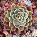 Echeveria 'Champaign' x 'Blood Maria' 4"-5" Succulent Plant