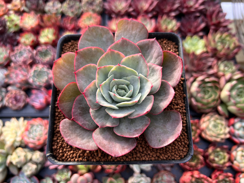cante succulent Echeveria 'Blue Cante' Variegated 3